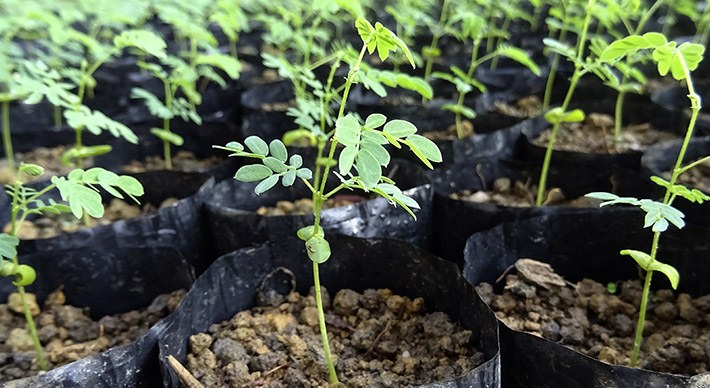 Projekt treeflow Baumschule Setzlinge